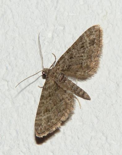 Réf. 253 024 : Gymnoscelis rufifasciata